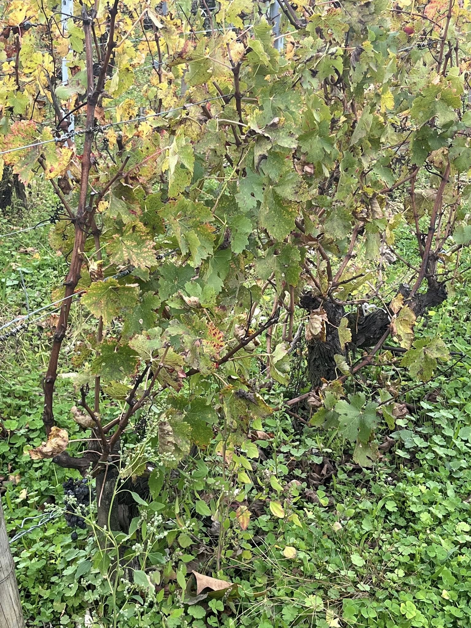 571120131_1123064033314755_4186690712982549290_n