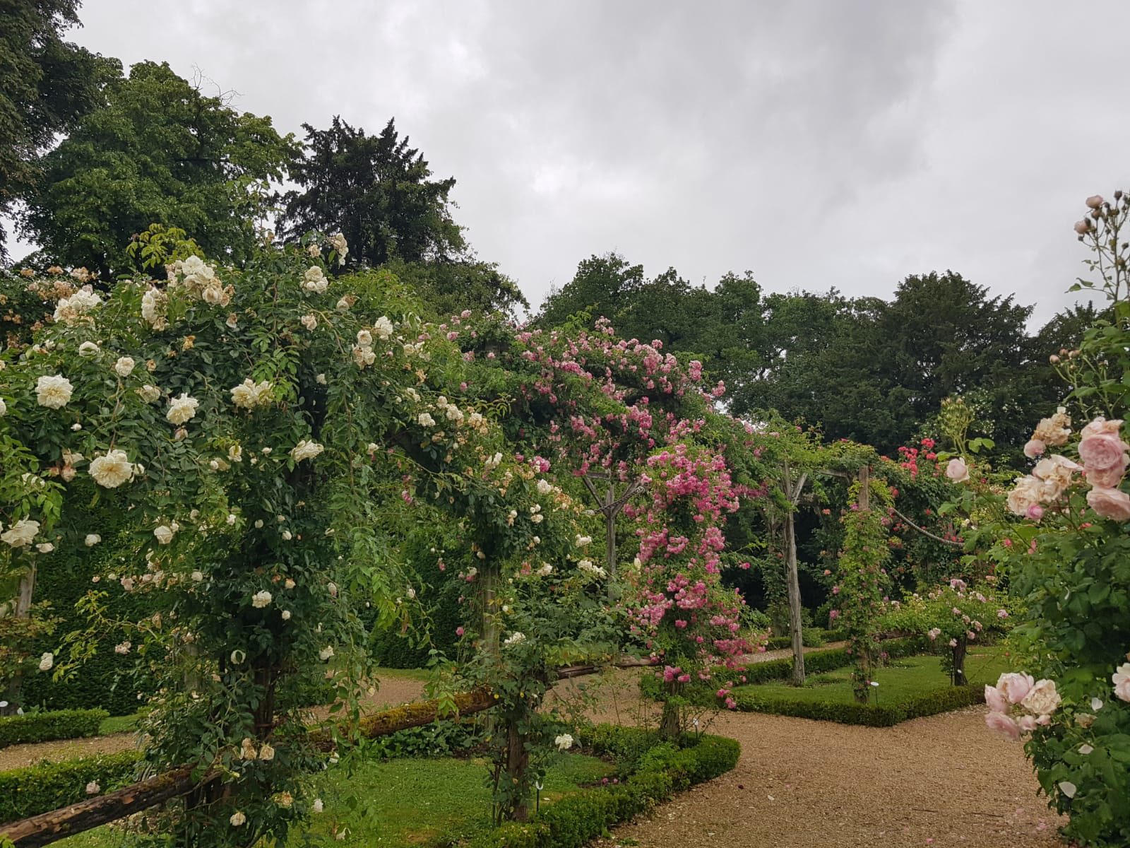 710373097_1290691353218688_7645484669687901939_n Rose garden with white and pink climbing roses on wooden arches over a gravel path under a cloudy sky.