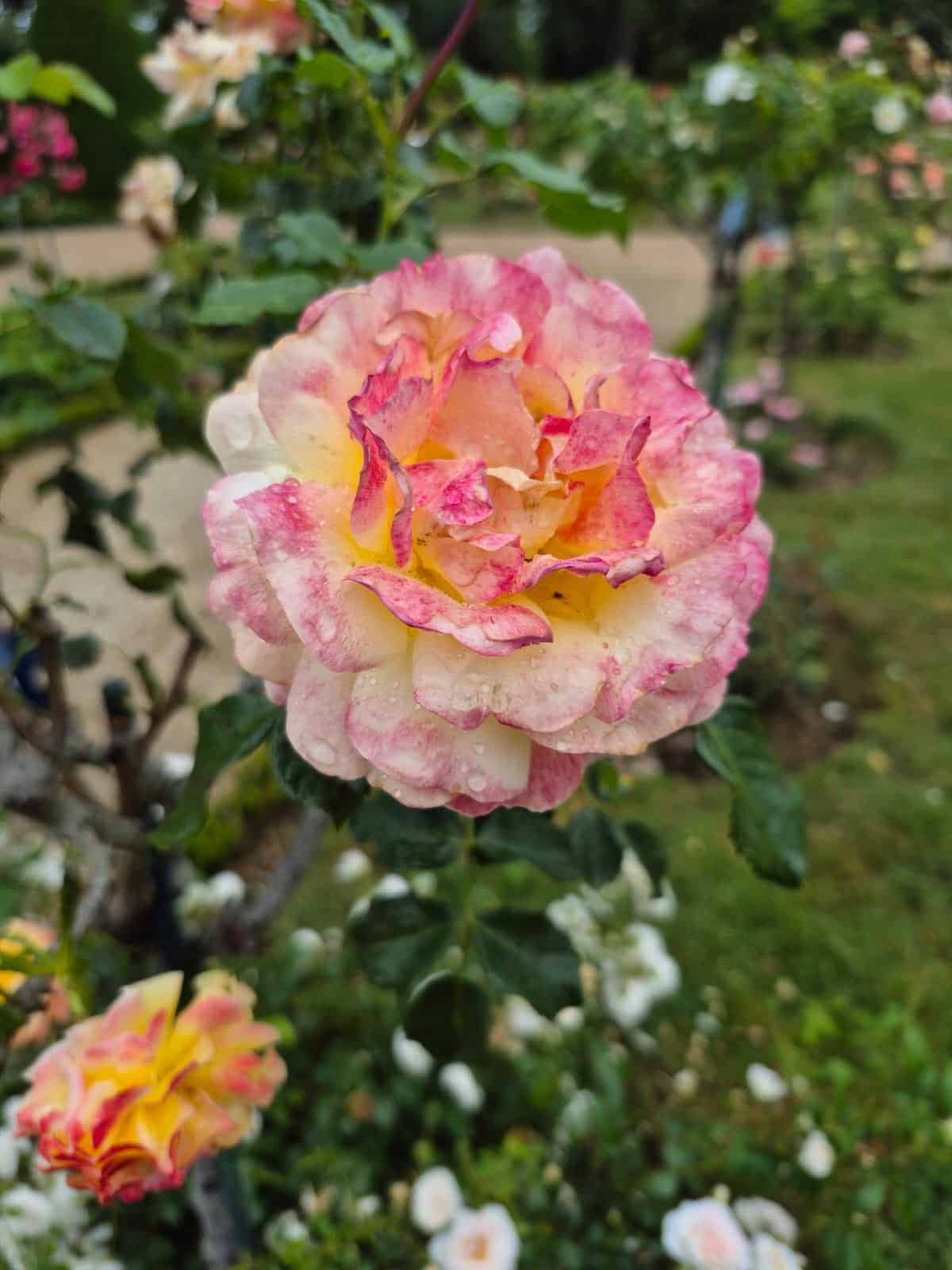710596588_1290692056551951_3473314419777474329_n Close-up of a bi-colored pink and yellow rose with dewdrops on petals, blooming in a garden