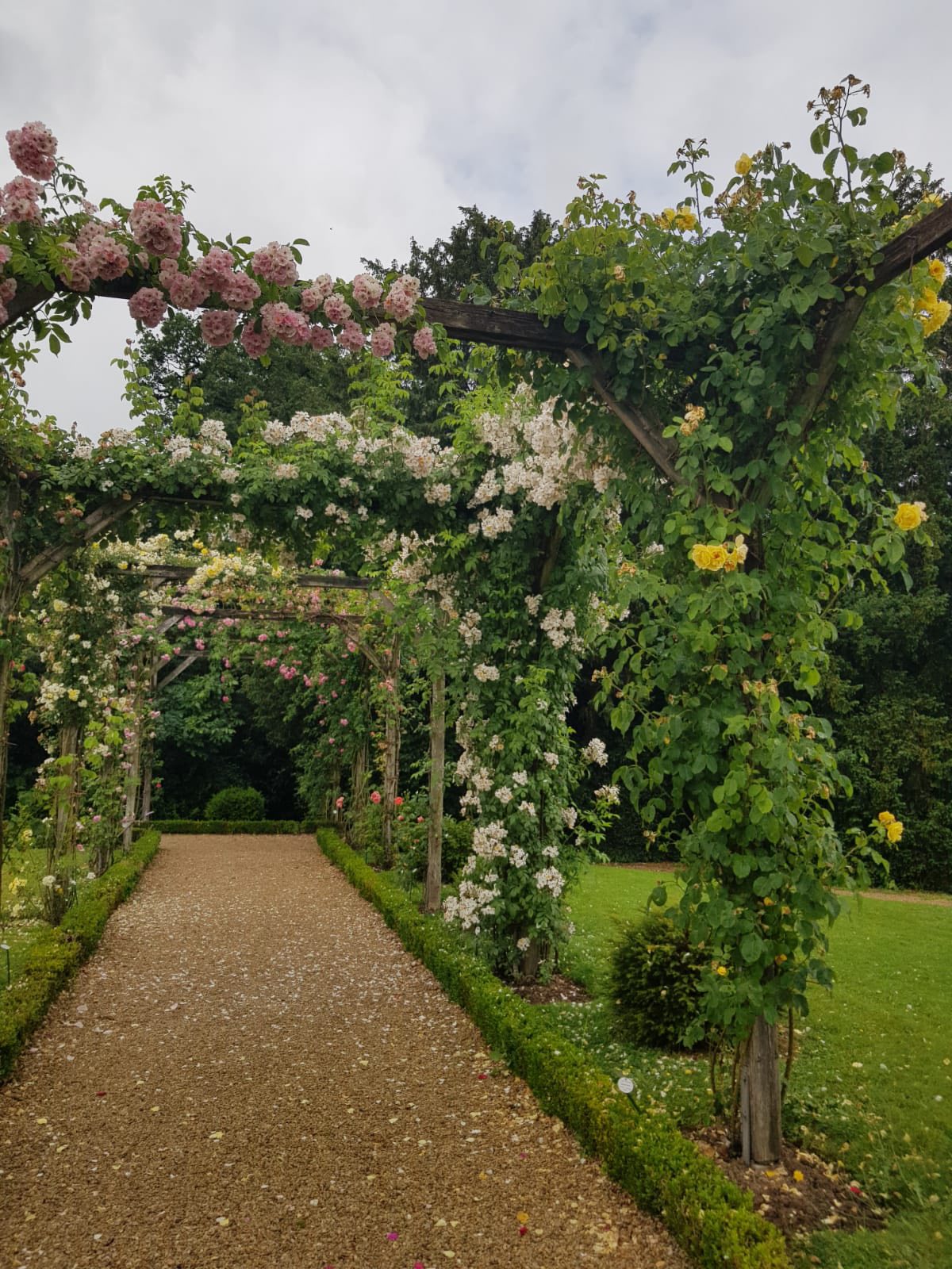712783342_1290692209885269_688662688907575382_n Rose-covered arches line a gravel garden path in pink, white, and yellow blooms under a cloudy sky.