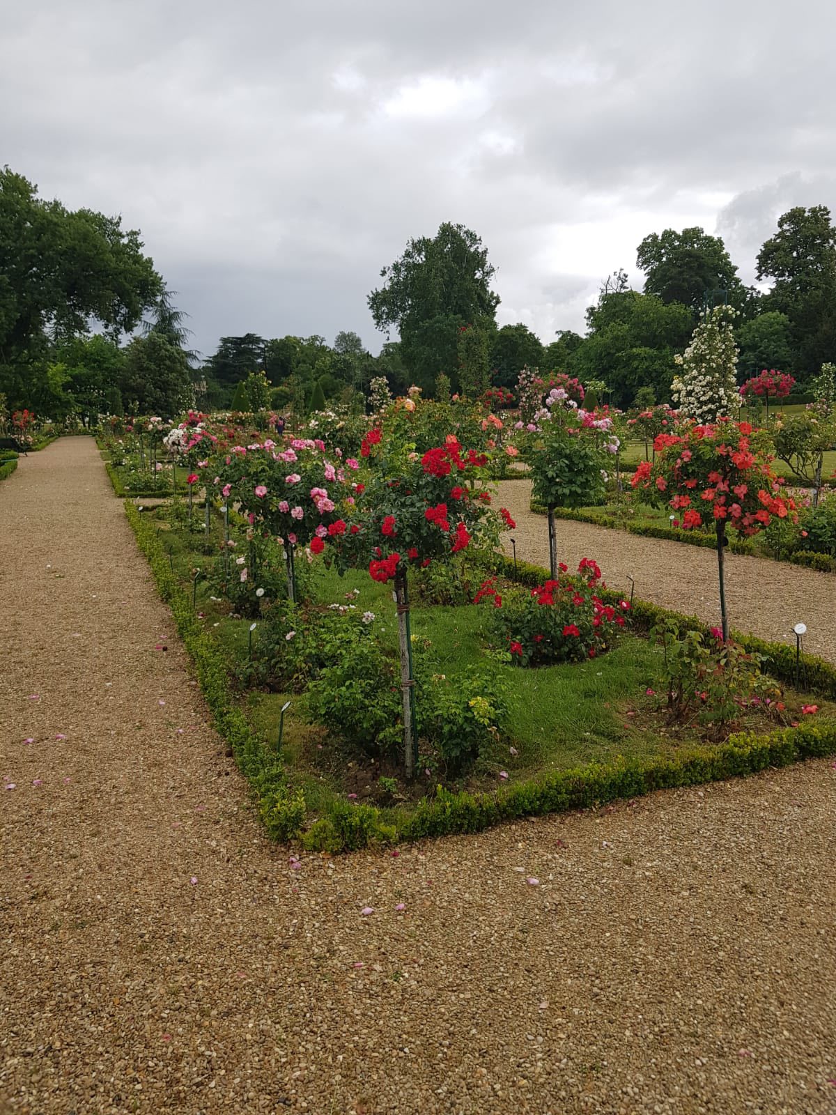 713763402_1290691549885335_4664260107582843798_n Formal rose garden with gravel paths flanked by blooming rose bushes and trimmed hedges under a cloudy sky.