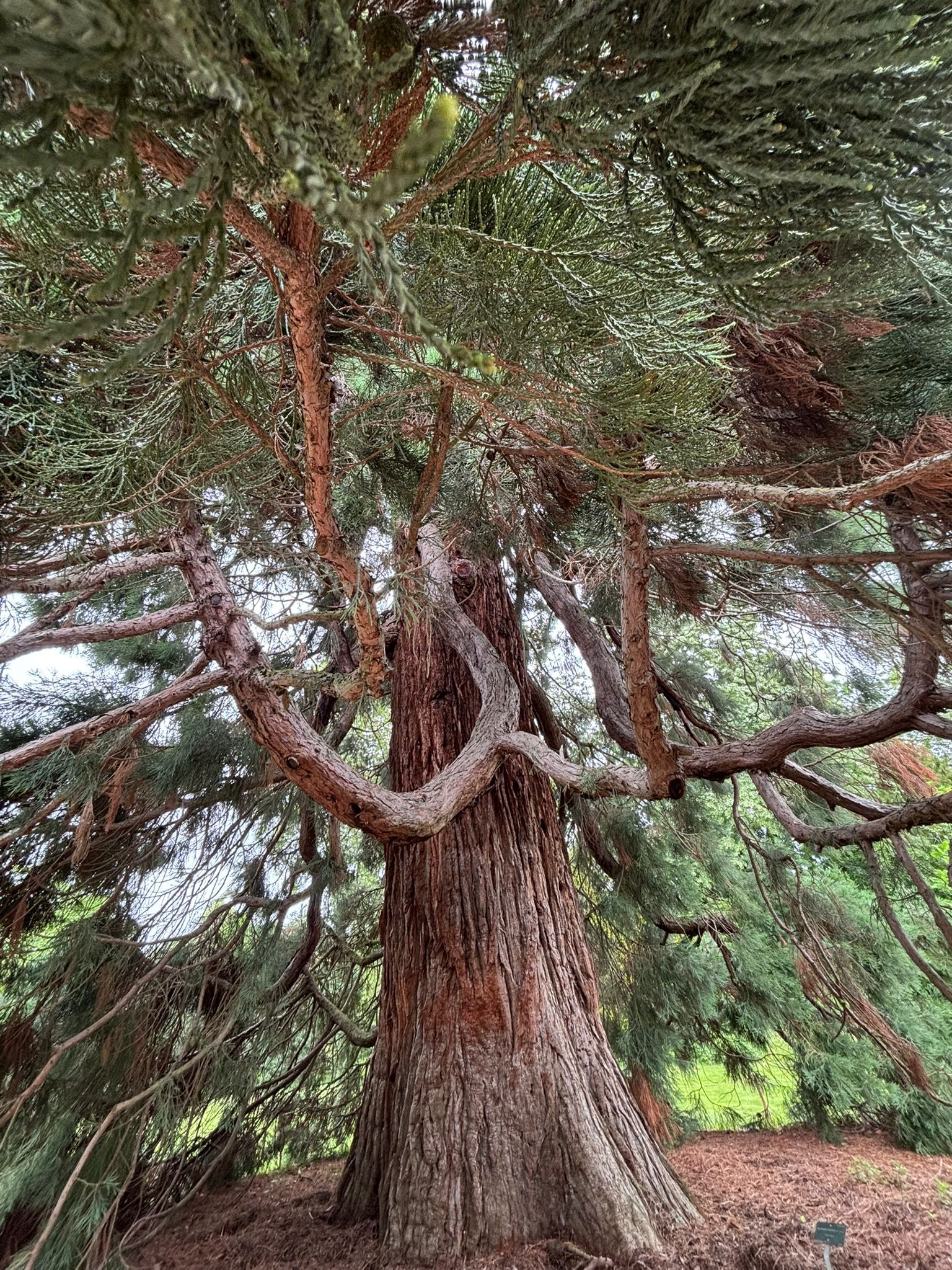 714403470_1291896043098219_1166740933359318890_n Large mature tree with thick, textured trunk and sprawling branches reaching outward and downward, dense green needles/or branches overhead