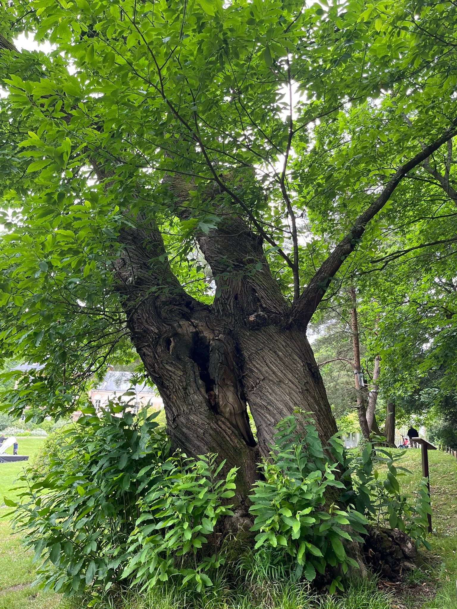 714521888_1291896363098187_2032194167886630614_n Large mature tree with a thick, textured trunk and dense green leaves in a park setting. A leafy canopy shades the ground below.