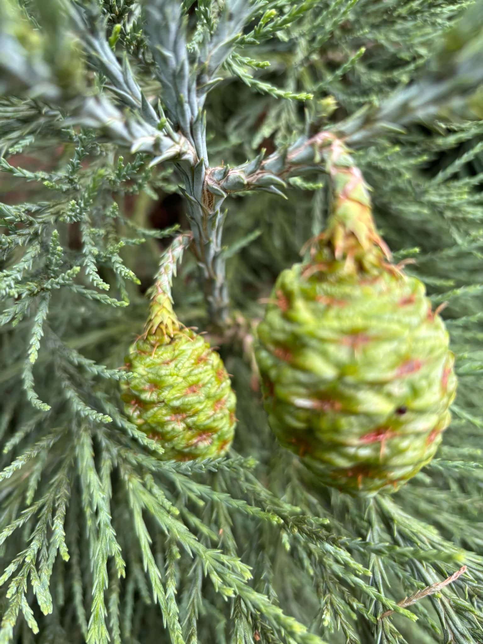 714541440_1291896226431534_6525884705693198882_n Close-up of green conifer needles with yellow-green pine cones hanging from the branches