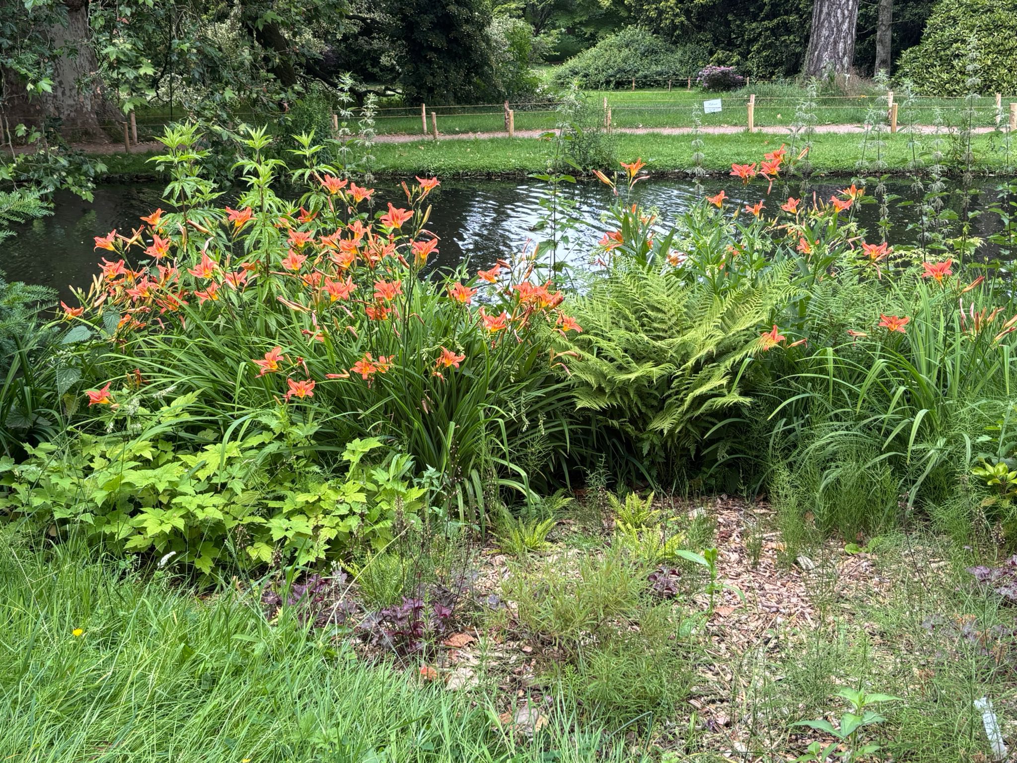 714774833_1291895859764904_7006097660457280863_n Orange lilies and ferns surround a small pond in a lush garden park with a grassy background.