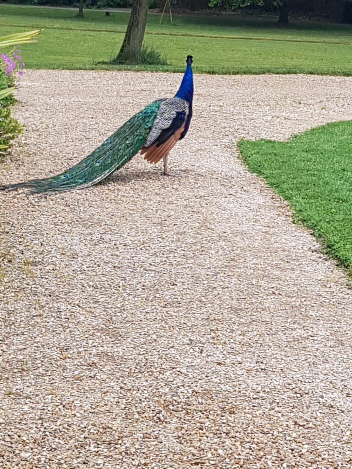 714852440_1290691536552003_3088477585042803398_n Peacock strutting on a gravel path in a park, showing its blue neck and long tail feathers.