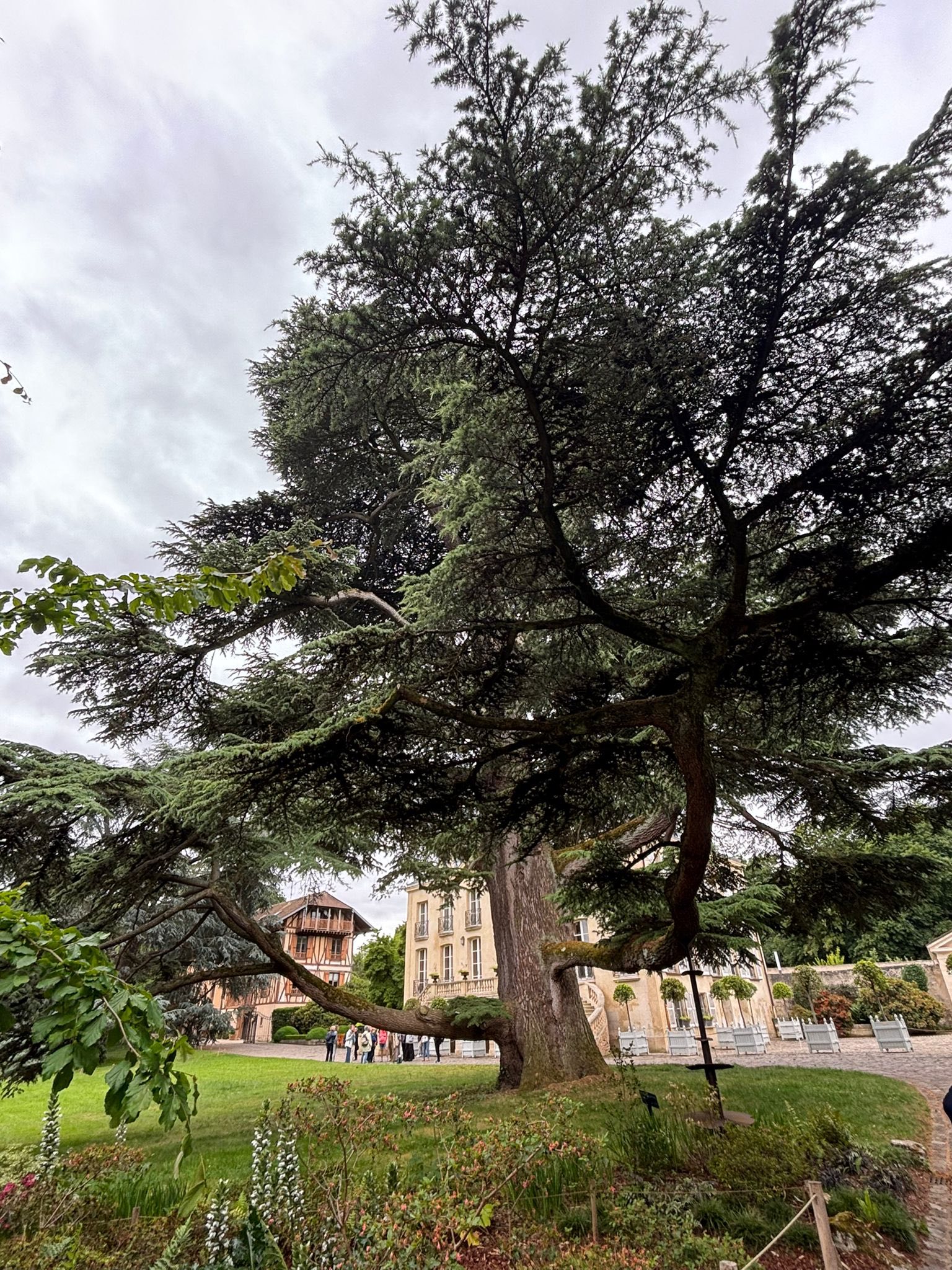 715323462_1291896269764863_1925311115420563535_n Large evergreen tree dominates a landscaped park, with a beige building in the background and flowering plants in the foreground.