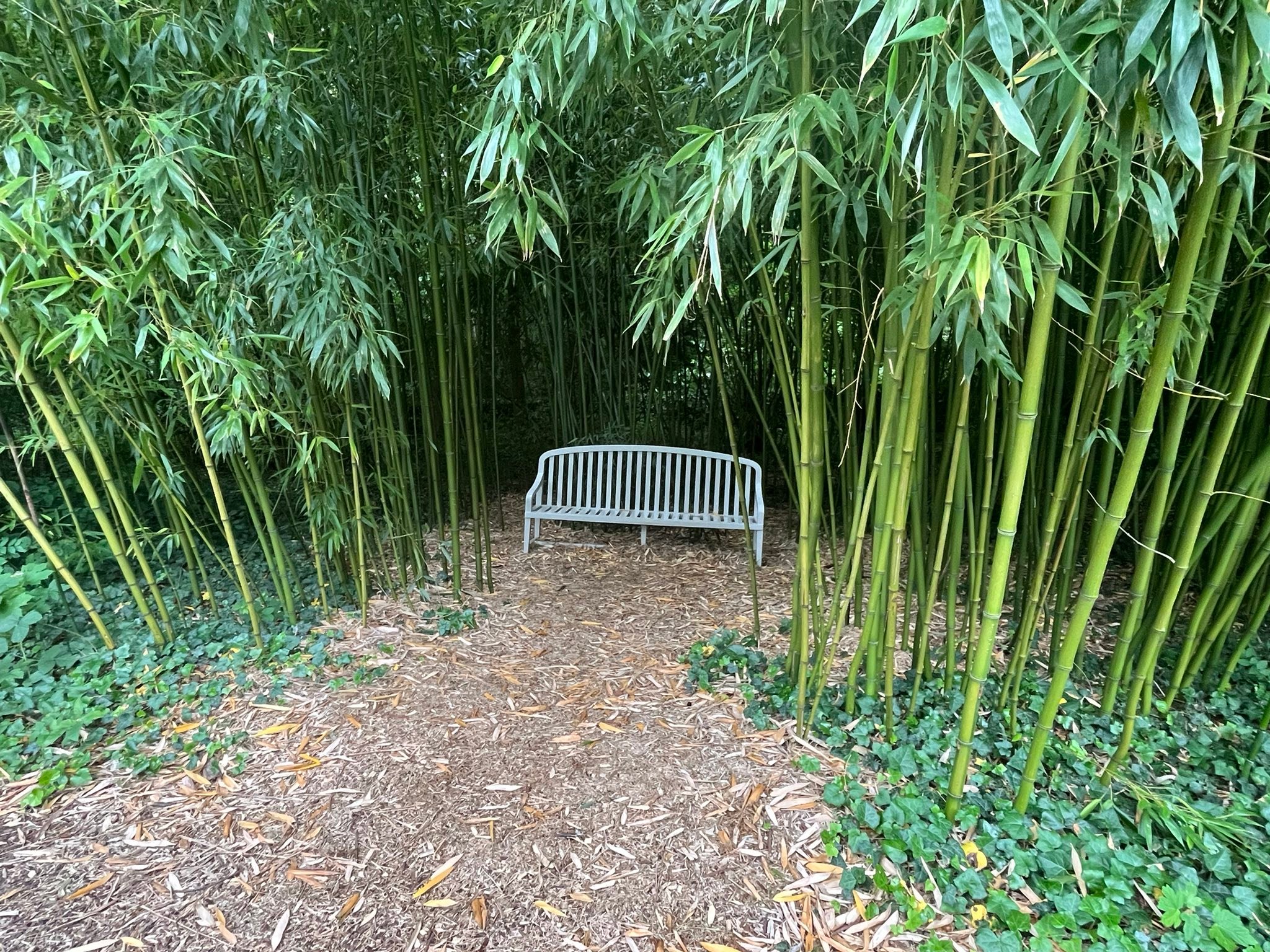 715790289_1291896186431538_863970823720727802_n Dense bamboo grove with a metal bench along a leaf-strewn path, inviting rest in greenery.