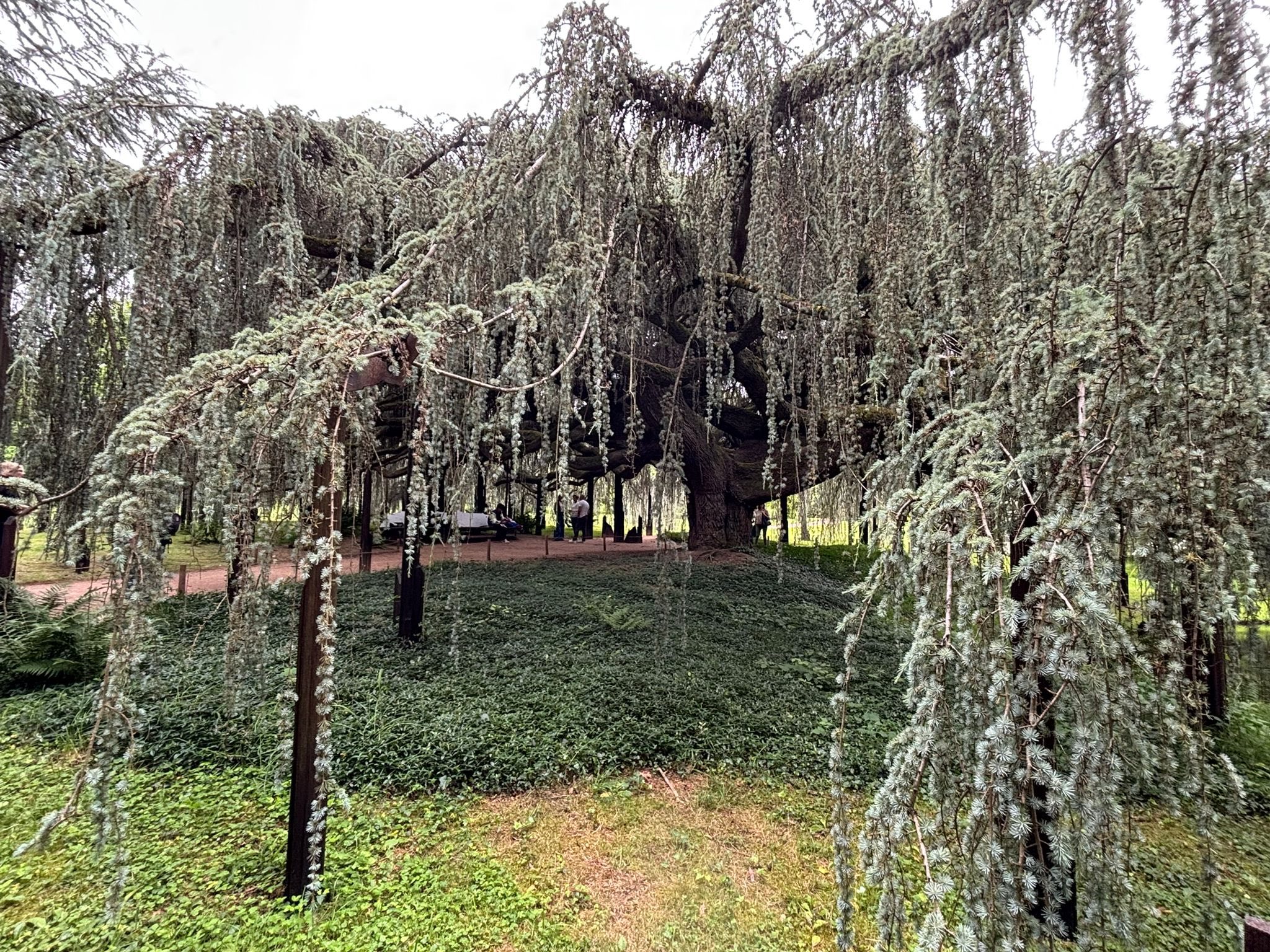 716610303_1291896139764876_1318506431570237558_n Weeping conifer tree with long drooping branches in a park, people seated in the background under the canopy