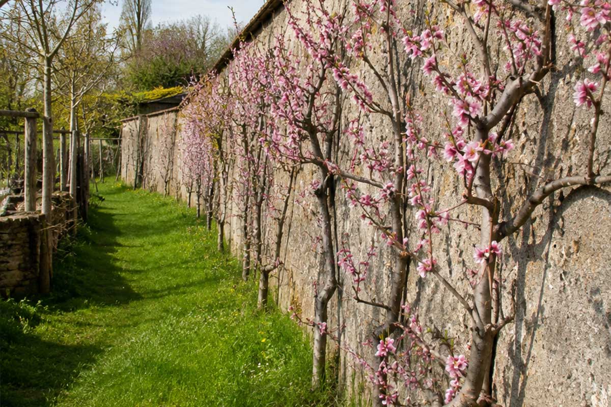 Pathway beside a rough stone wall with pink flowering branches climbing along it on a sunny day